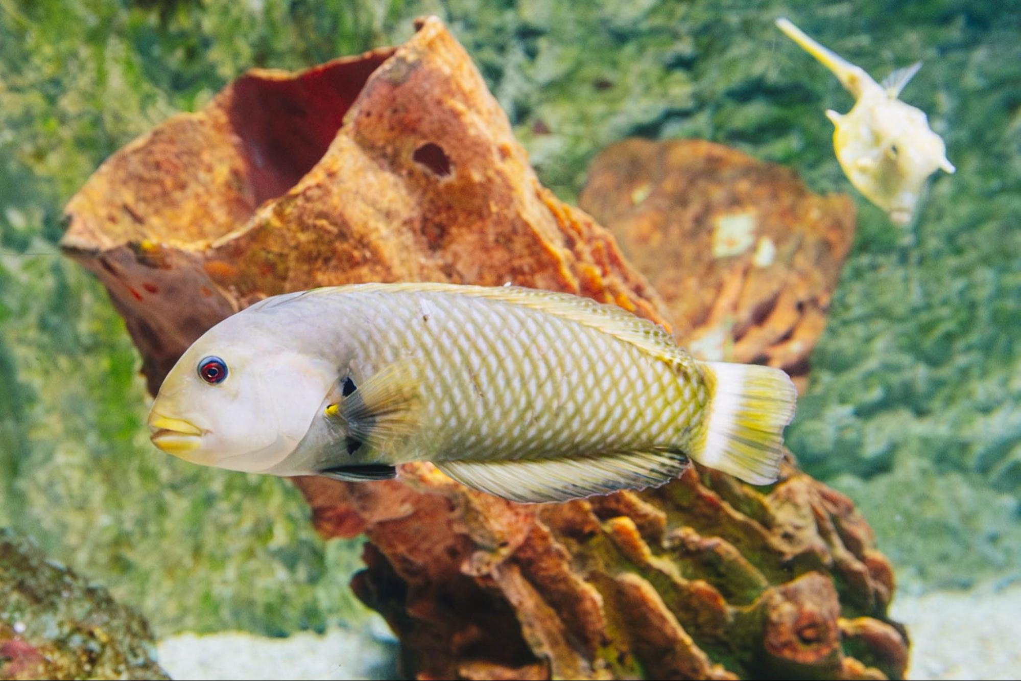 水族館の魚