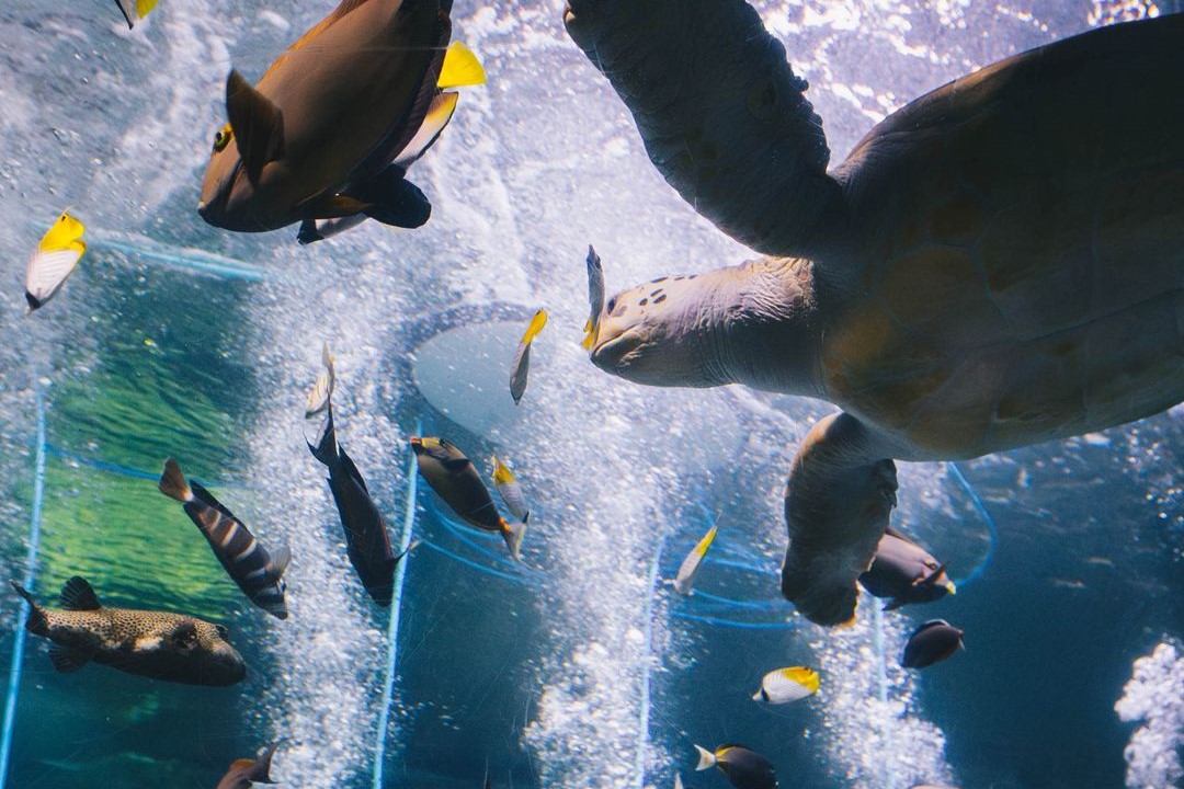 水族館の水槽