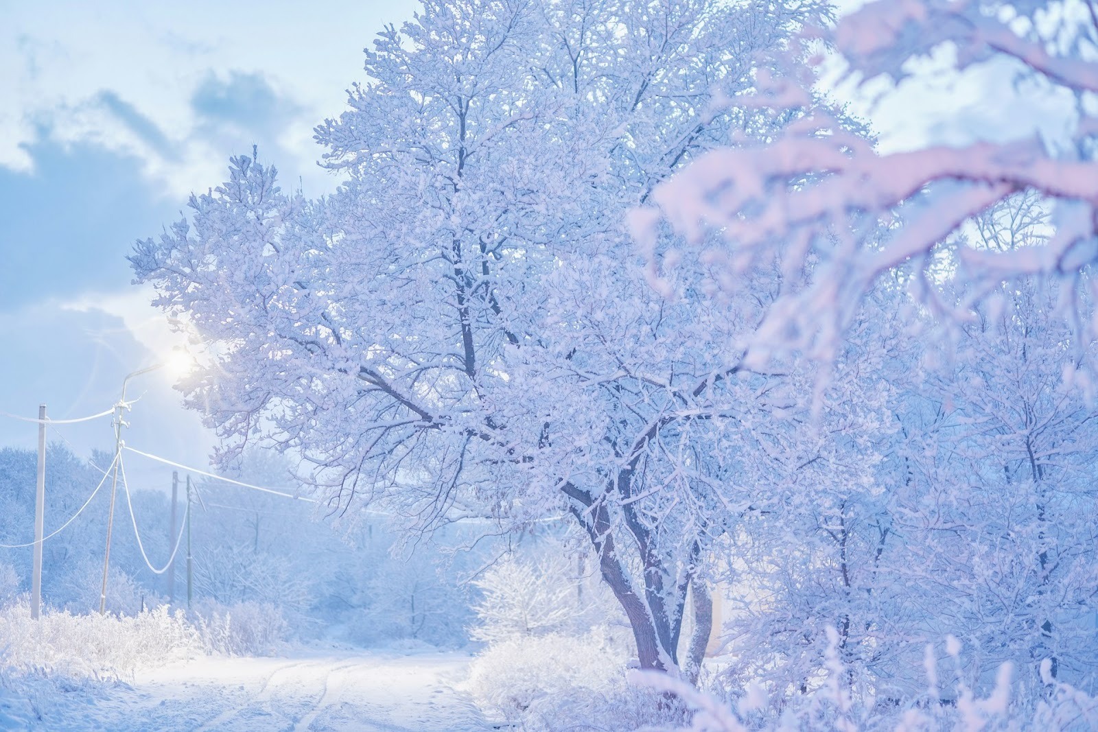 雪が積もった樹木