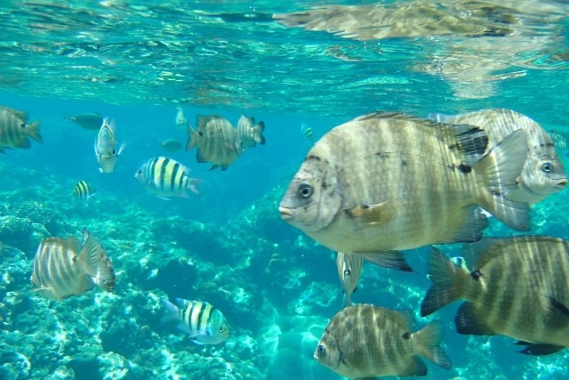 海中の魚