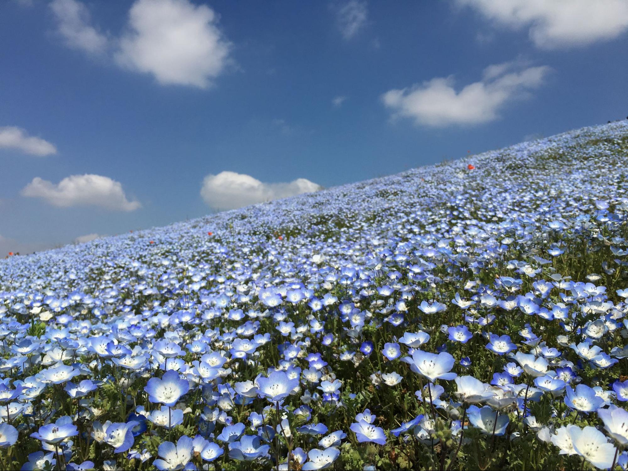 みはらしの丘のネモフィラ