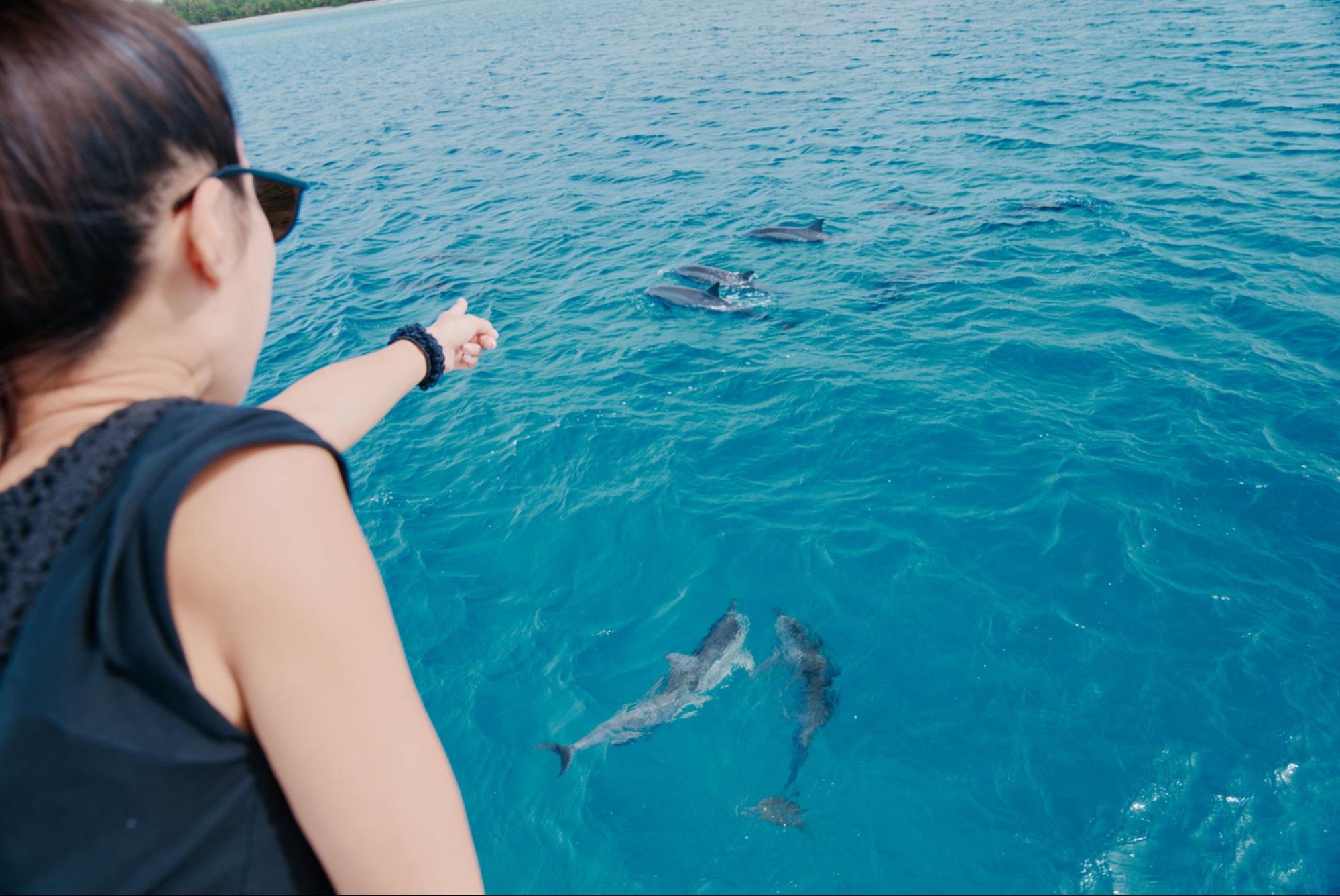 イルカを見る女性