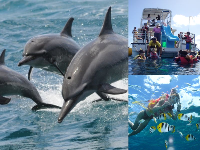 イルカウォッチング