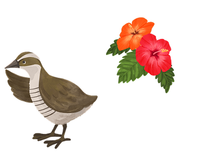 ココバードとハイビスカス