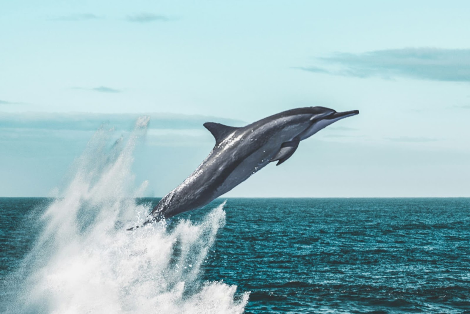 海を飛び跳ねるイルカ